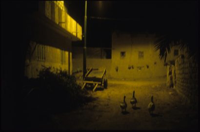 Les oies, Siwa, Egypte. 2010 - Dolorès Marat - FLAIR Galerie