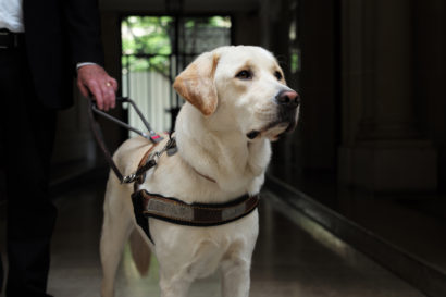 Monty, Labrador/Golden, 2 years old, guide dog for the blind, Vésinet. 2018 - Charlotte Dumas - FLAIR Galerie