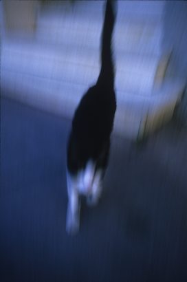 Le chat qui s'en va, Montpellier. 1987 - Dolorès Marat - FLAIR Galerie